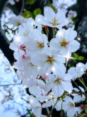 広島県広島市中区薬研堀のセクキャバ FORTUNEの写メ日記　今日もお疲れ様です🌸画像
