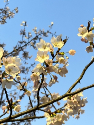 広島県広島市中区薬研堀のセクキャバ FORTUNEの写メ日記　桜🌸画像