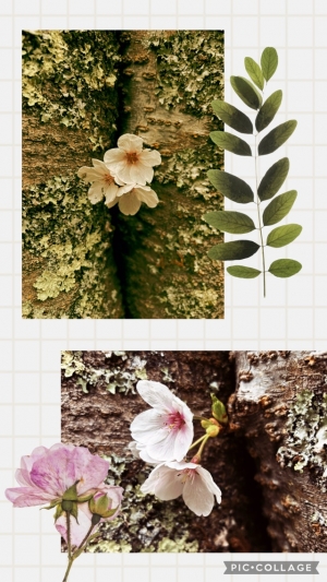 広島県広島市中区薬研堀のセクキャバ FORTUNEの写メ日記　発見✨画像