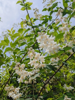 広島県広島市中区薬研堀のセクキャバ FORTUNEの写メ日記　お疲れ様です(ᴗ͈ˬᴗ͈o☕o画像